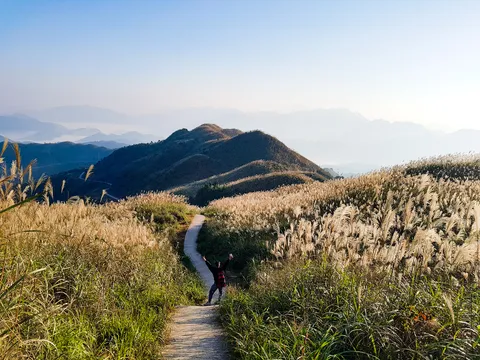 Bình Liêu ‘thiên đường cỏ lau’ ở Quảng Ninh