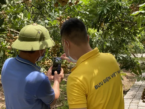 Nhãn lồng Hưng Yên “lên sàn”