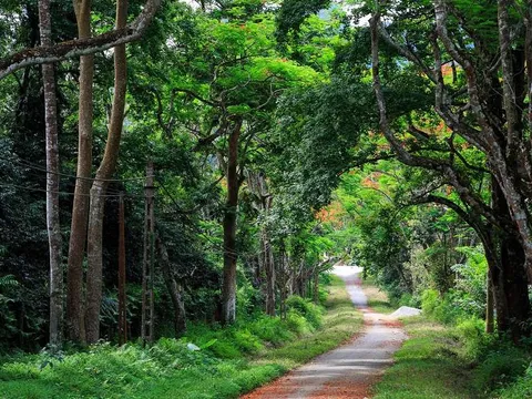 Vườn quốc gia Cúc Phương: Thiên đường rừng xanh níu chân du khách