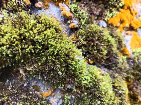 Thiên đường rêu trên đỉnh Phja Oắc (Cao Bằng)