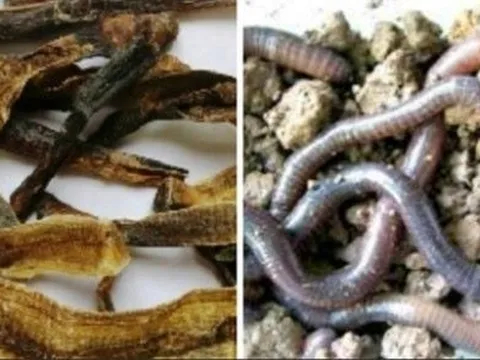 Dược liệu Địa long liên quan giun đất không có tác dụng chữa COVID-19