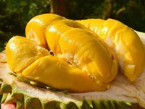 Sầu riêng Ri6 'cháy hàng' tại Australia