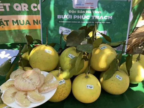 Hỗ trợ bưởi Phúc Trạch lên sàn thương mại điện tử